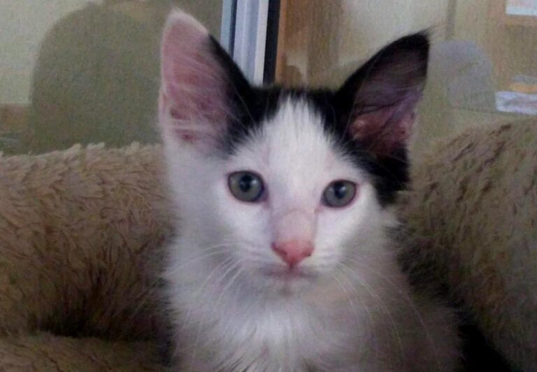 multimedia-foto66341-867-1