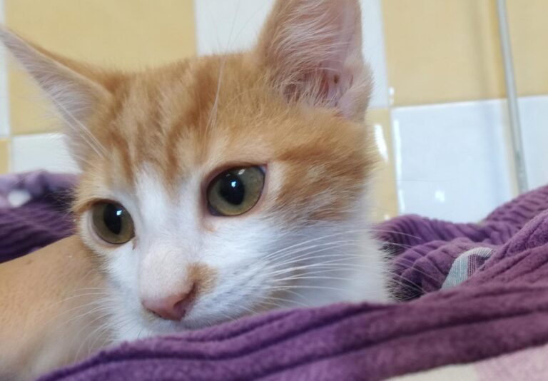 multimedia-foto66383-556-1