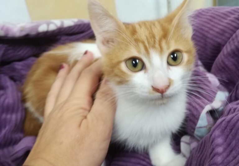 multimedia-foto66384-557-1