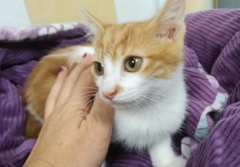 multimedia-foto66385-558-1