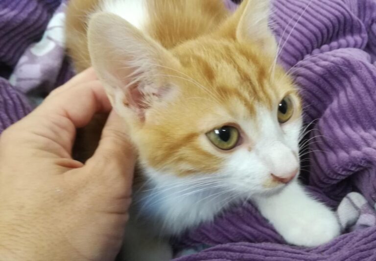 multimedia-foto66386-558-1