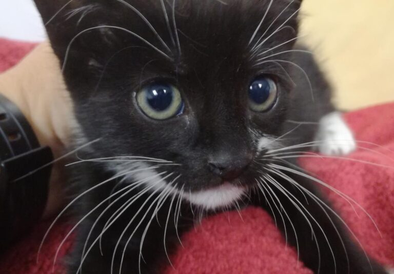 multimedia-foto66395-175-1