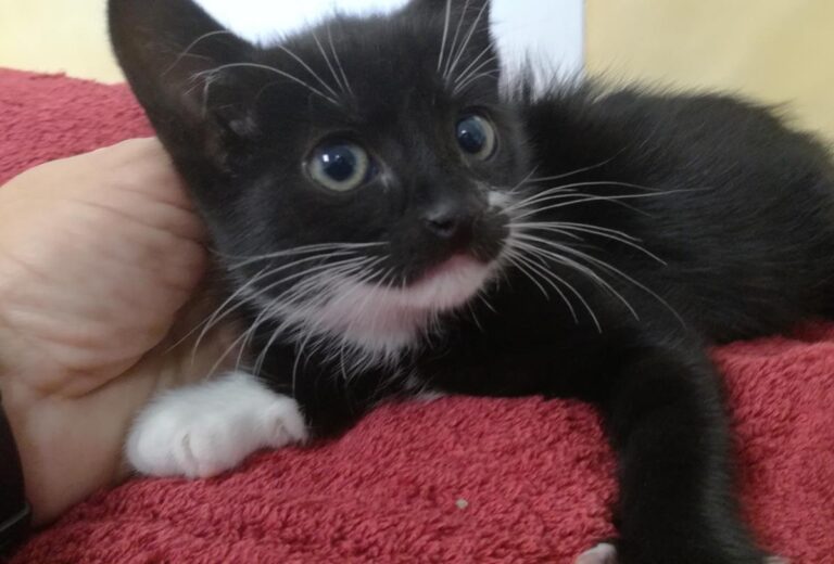 multimedia-foto66396-175-1