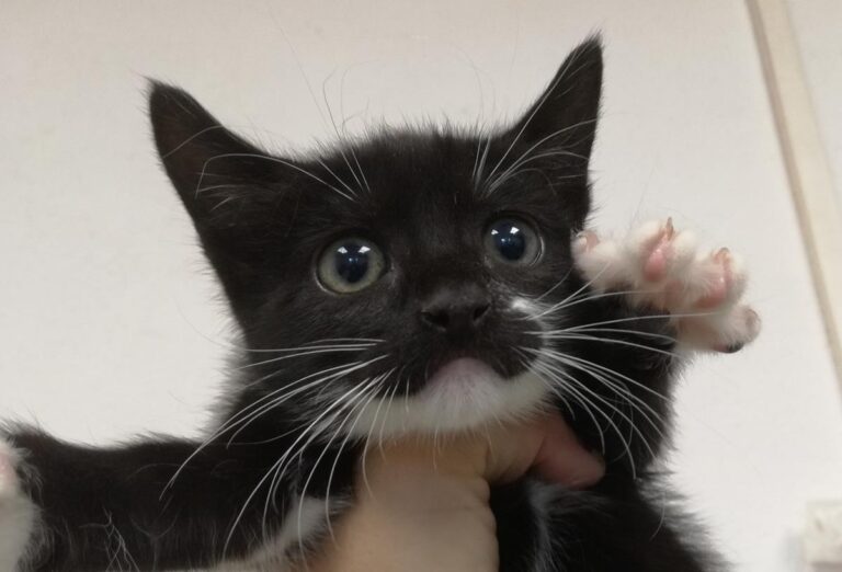 multimedia-foto66398-176-1