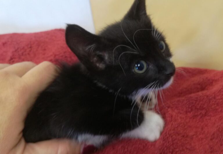 multimedia-foto66399-177-1