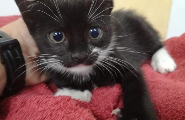 multimedia-foto66400-177-1