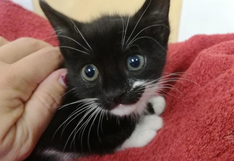 multimedia-foto66401-178-1