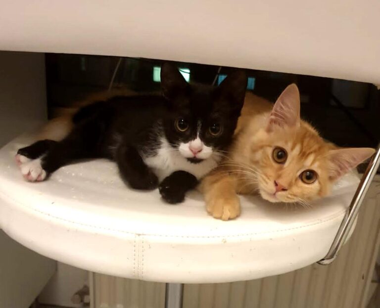 multimedia-foto66433-546-1