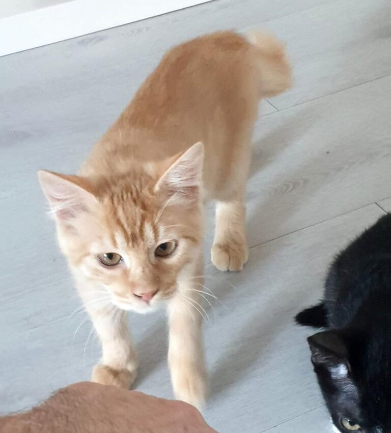 multimedia-foto66435-547-1