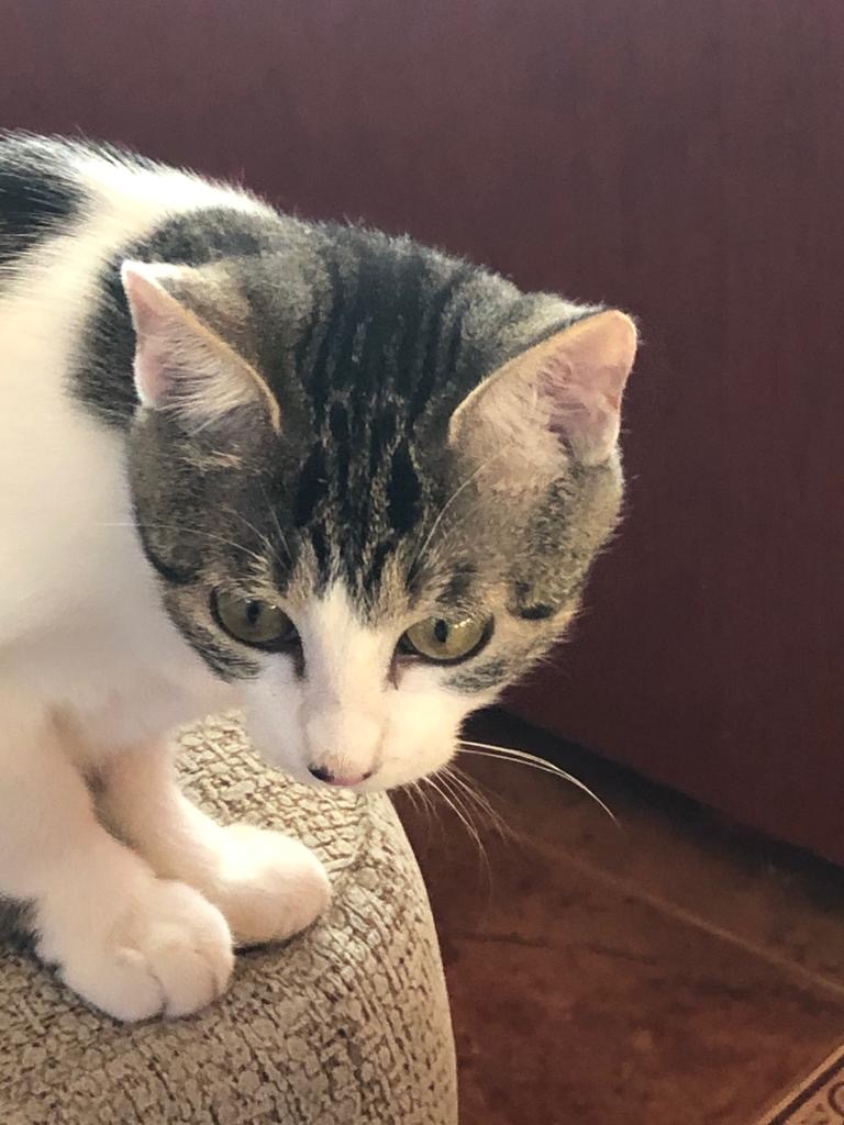 multimedia-foto66446-904-1