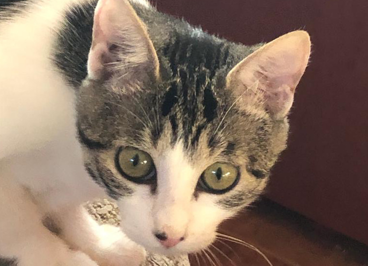 multimedia-foto66449-905-1