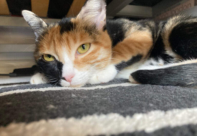 multimedia-foto66450-632-1