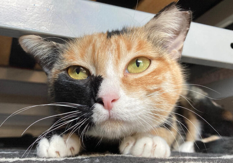 multimedia-foto66451-633-1