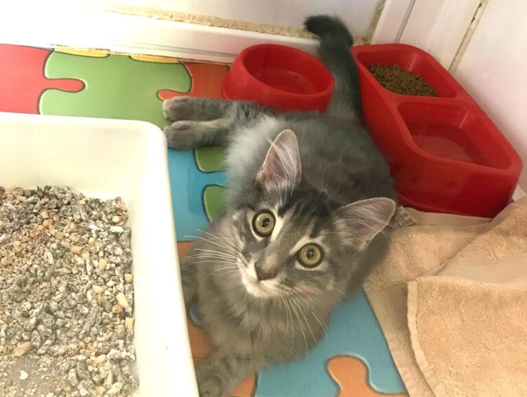 multimedia-foto66455-230-1