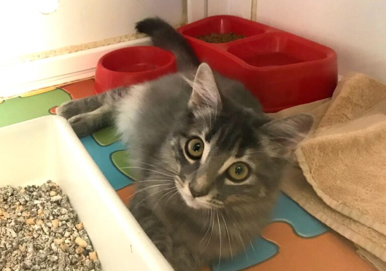 multimedia-foto66456-230-1