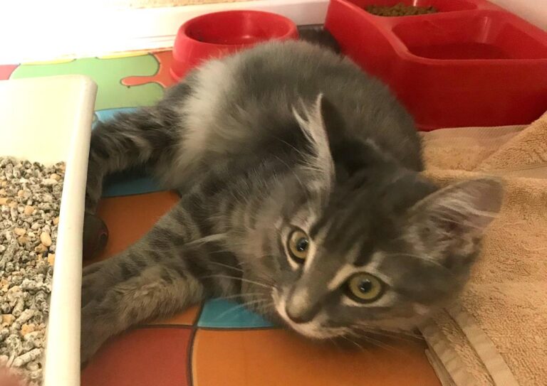 multimedia-foto66457-231-1