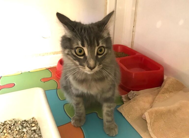 multimedia-foto66458-231-1