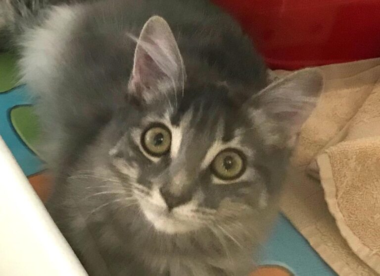 multimedia-foto66459-232-1