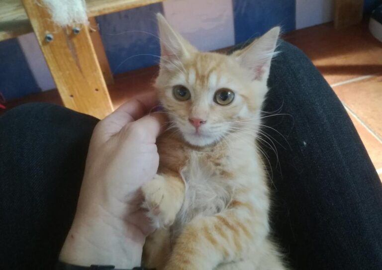 multimedia-foto66519-878-1