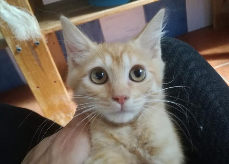 multimedia-foto66520-878-1