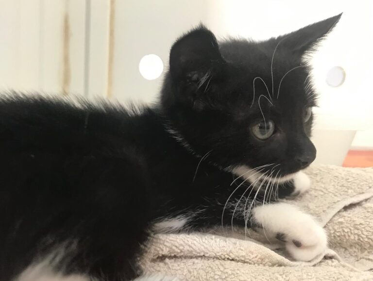 multimedia-foto66521-906-1