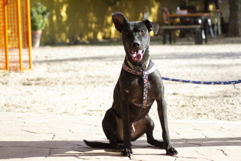 multimedia-foto66525-487-1