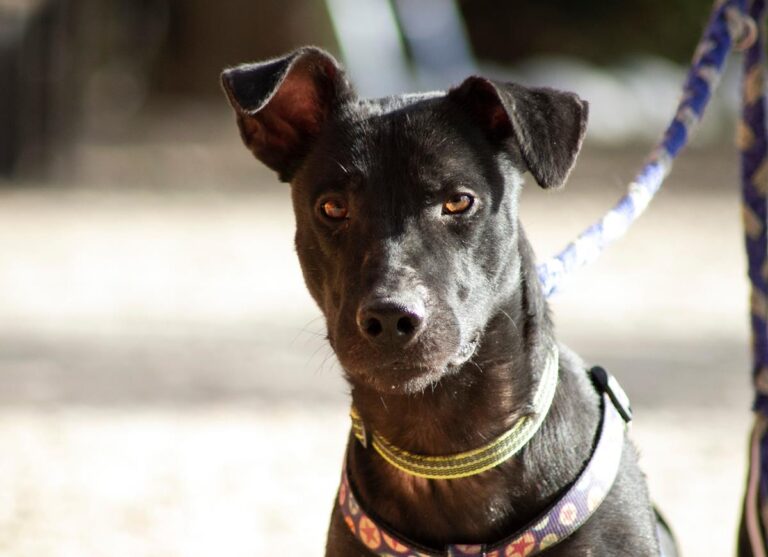 multimedia-foto66527-488-1