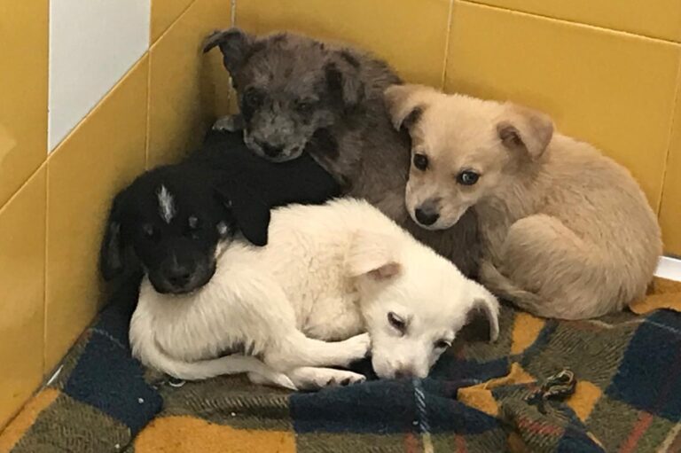 multimedia-foto66582-134-1