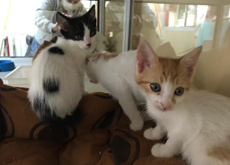 multimedia-foto66584-431-1