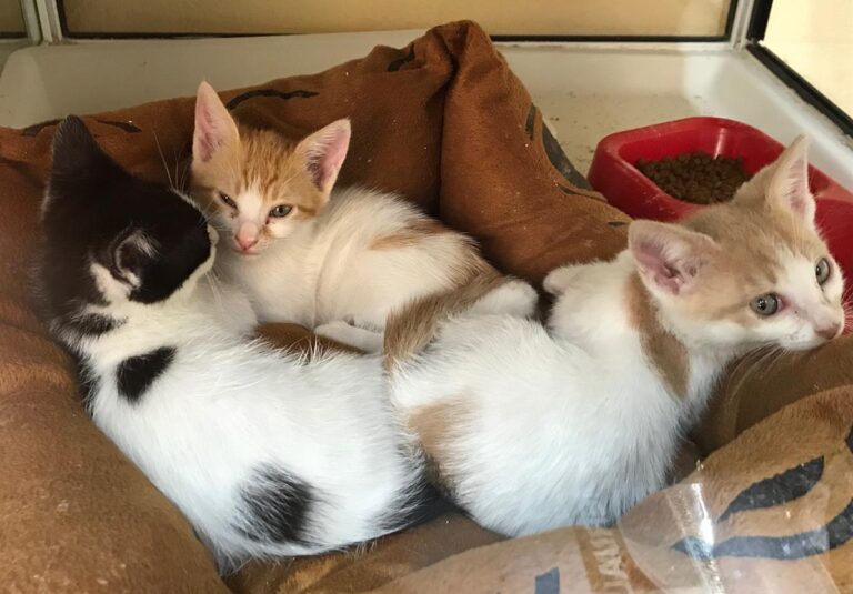 multimedia-foto66585-432-1