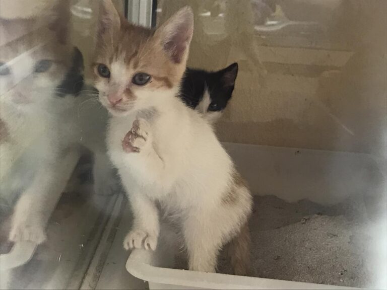 multimedia-foto66587-433-1