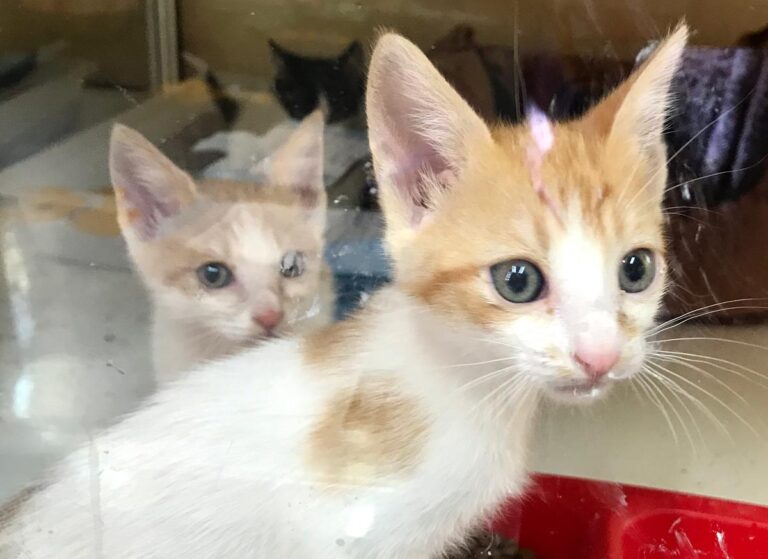 multimedia-foto66588-433-1