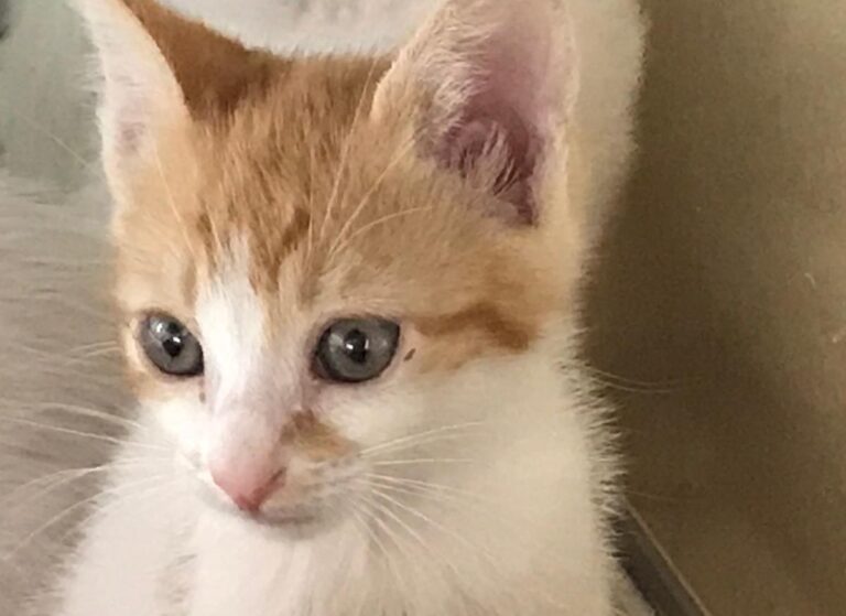 multimedia-foto66590-434-1