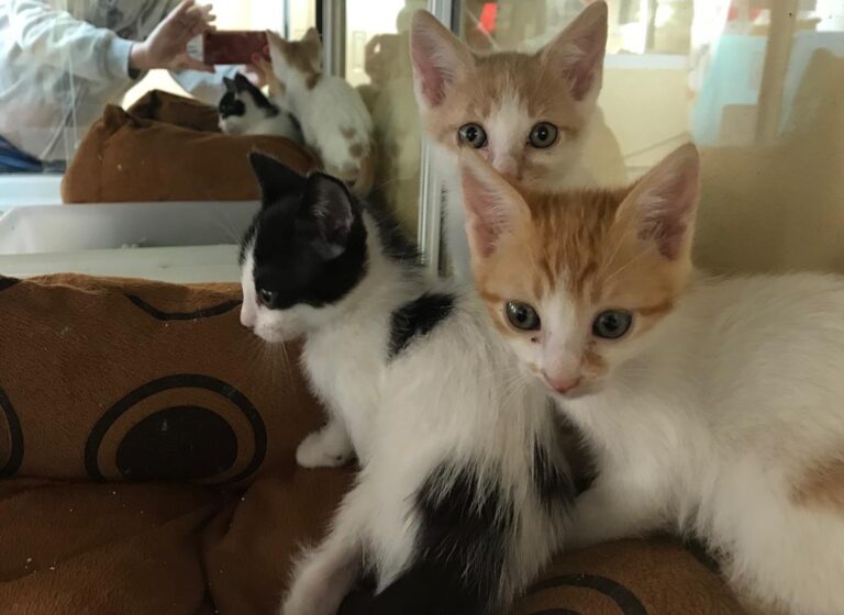 multimedia-foto66596-579-1