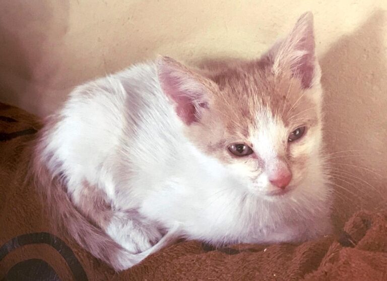 multimedia-foto66599-581-1