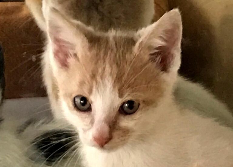 multimedia-foto66600-582-1