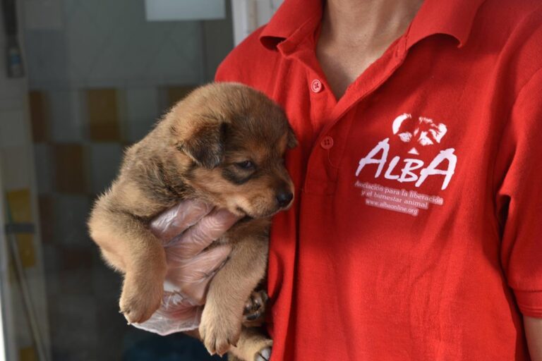 multimedia-foto66611-602-1