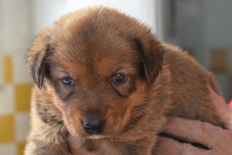 multimedia-foto66612-603-1