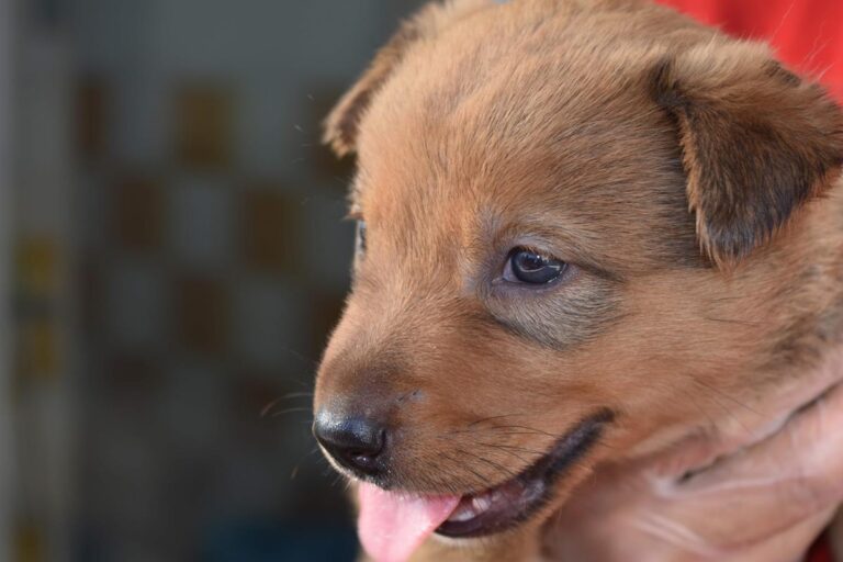 multimedia-foto66642-924-1