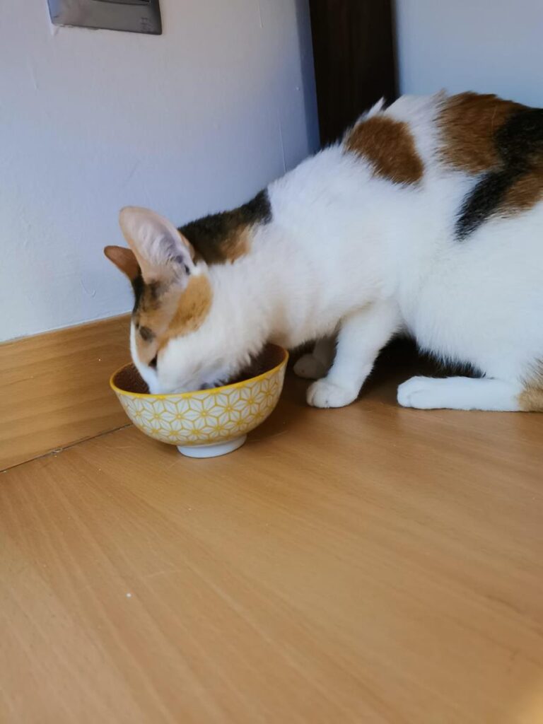 multimedia-foto66661-16-1