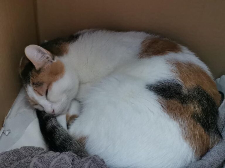 multimedia-foto66662-16-1