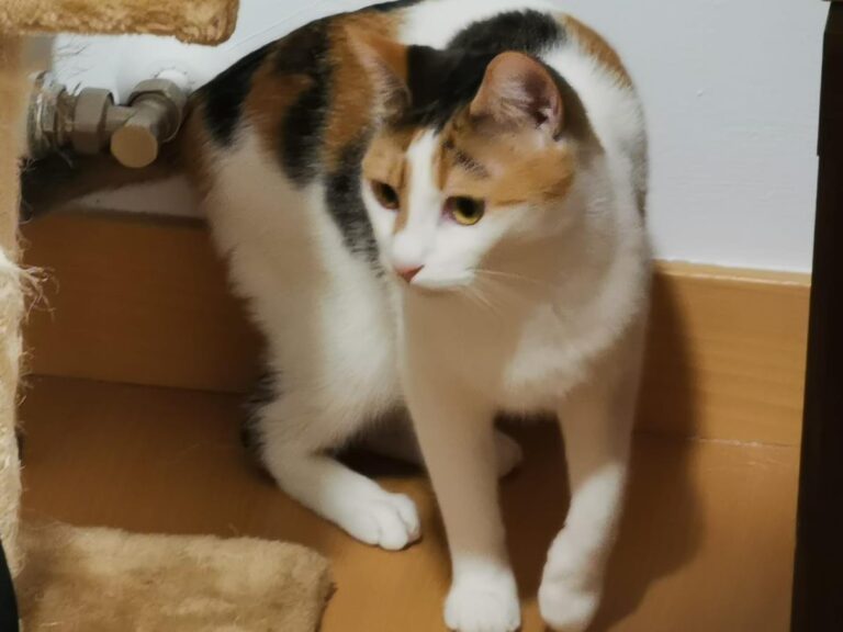 multimedia-foto66663-17-1