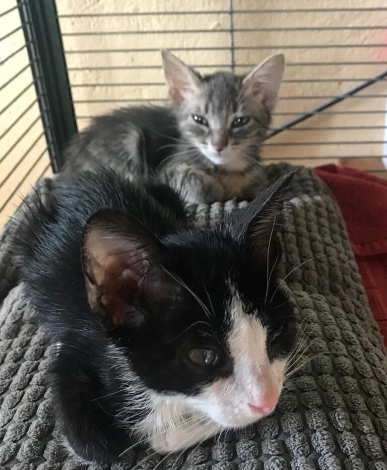 multimedia-foto66674-650-1