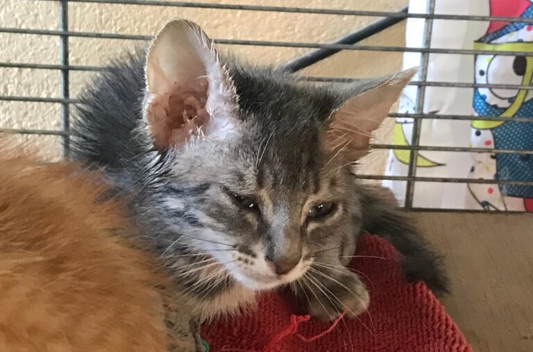 multimedia-foto66675-651-1