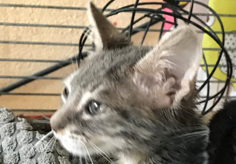 multimedia-foto66676-651-1