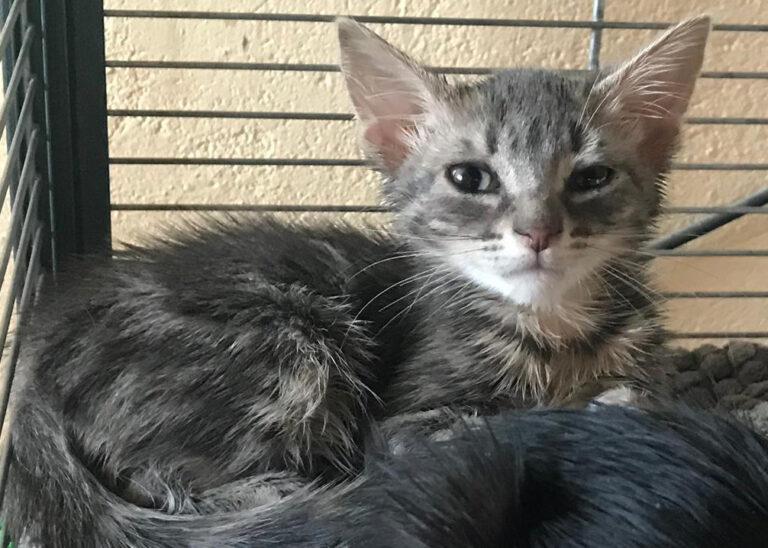 multimedia-foto66678-652-1