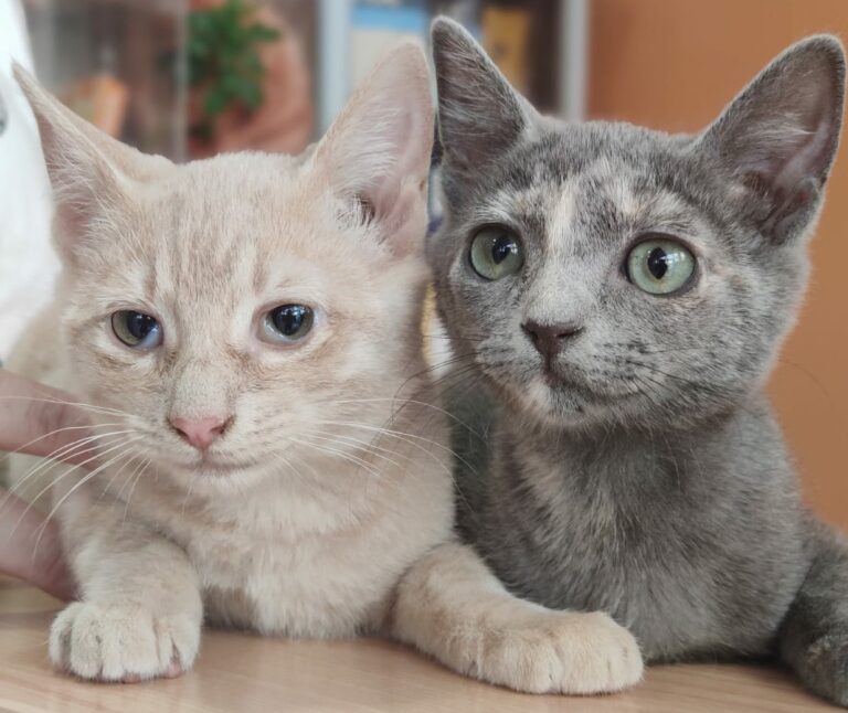 multimedia-foto66688-209-1