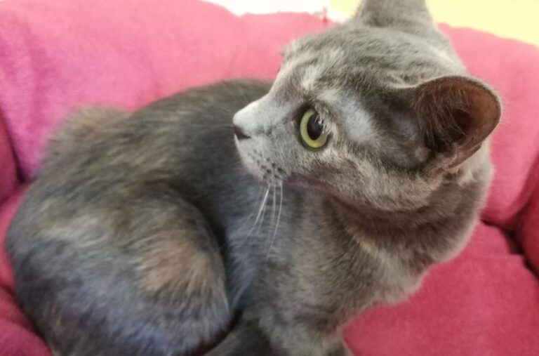 multimedia-foto66691-211-1