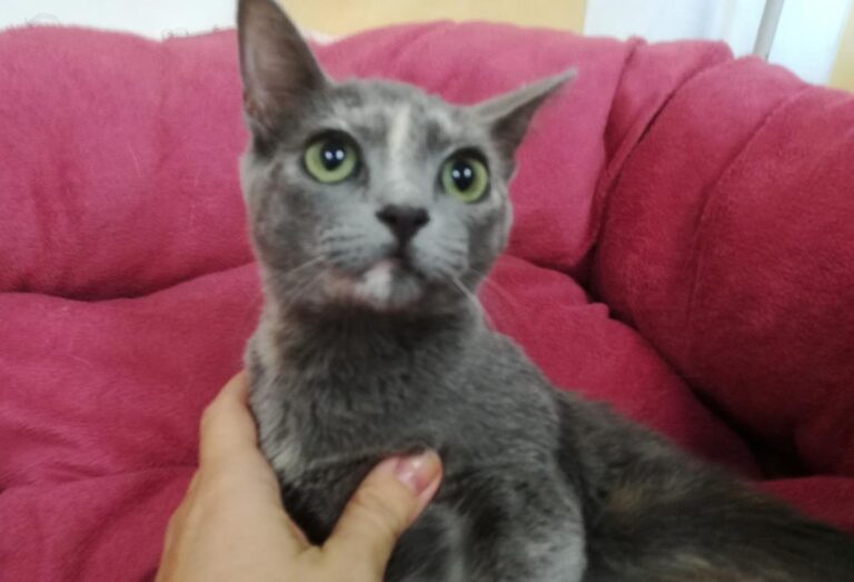 multimedia-foto66692-211-1