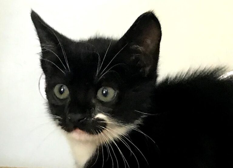 multimedia-foto66694-424-1